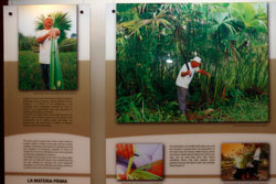 パナマハットの素材となるトキヤ草の栽培・採取風景。
