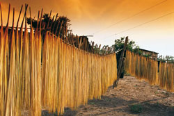 トキヤ草の葉を細く裂いた紐がパナマハットの原料になる。